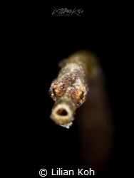 O O O H
Pipefish 
(Trachyrhamphus bicoarctatus)
 by Lilian Koh 